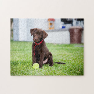 Chocolate Labrador Puppy With Tennis Ball Jigsaw Puzzle