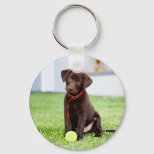 Chocolate Labrador Puppy With Tennis Ball Key Ring