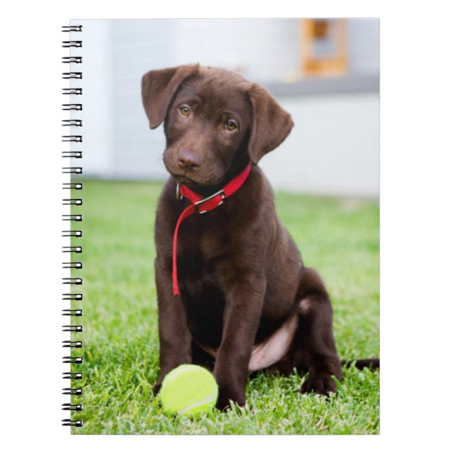 Chocolate Labrador Puppy With Tennis Ball Notebook (Front)