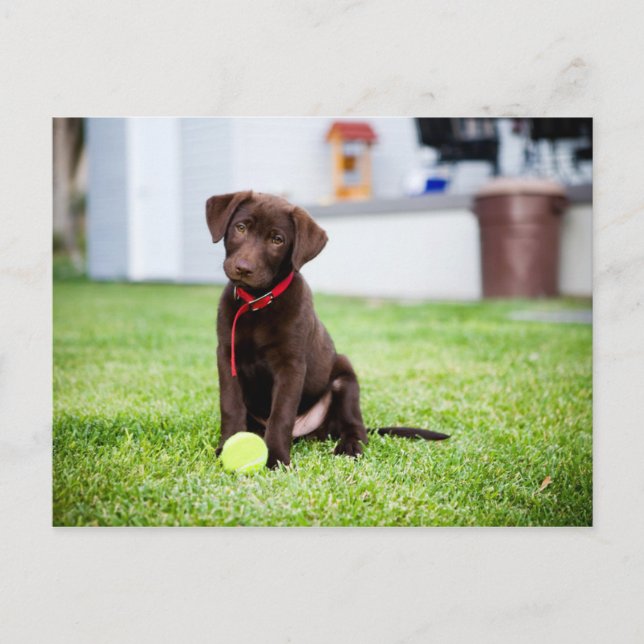 Chocolate Labrador Puppy With Tennis Ball Postcard (Front)