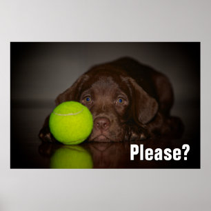 Chocolate Labrador Puppy With Tennis Ball Poster