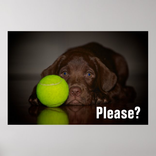 Chocolate Labrador Puppy With Tennis Ball Poster (Front)