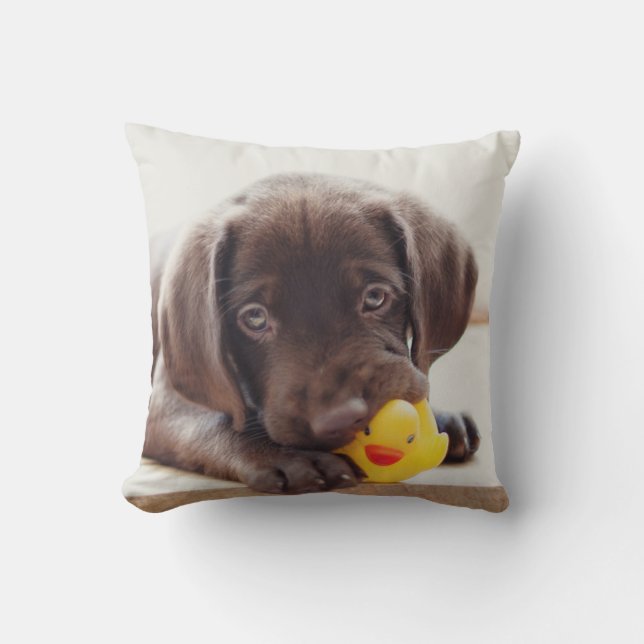 Chocolate Labrador Puppy With Toy Duck Cushion (Front)