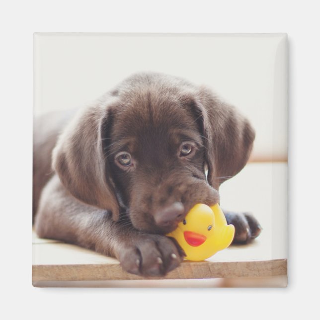 Chocolate Labrador Puppy With Toy Duck Magnet (Front)