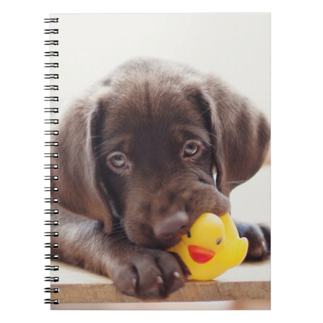 Chocolate Labrador Puppy With Toy Duck Notebook (Front)