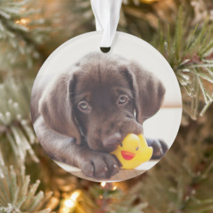 Chocolate Labrador Puppy With Toy Duck Ornament