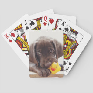 Chocolate Labrador Puppy With Toy Duck Playing Cards