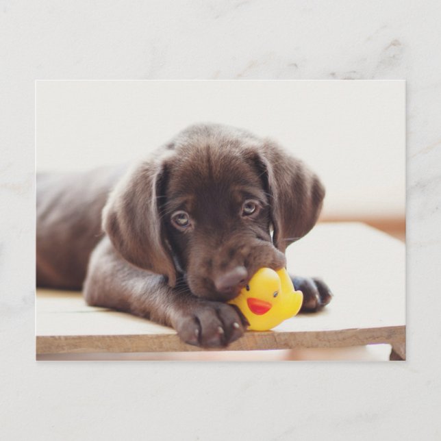Chocolate Labrador Puppy With Toy Duck Postcard (Front)