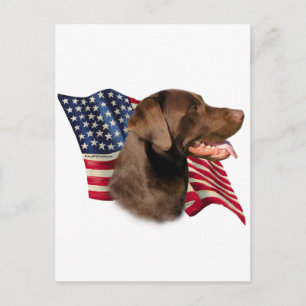 Chocolate Labrador Retriever American Flag Postcard