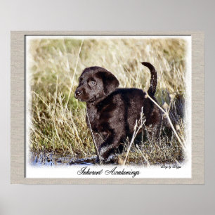 Chocolate Labrador Retriever Art Print
