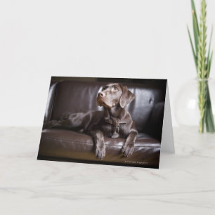 Chocolate Labrador Retriever Card