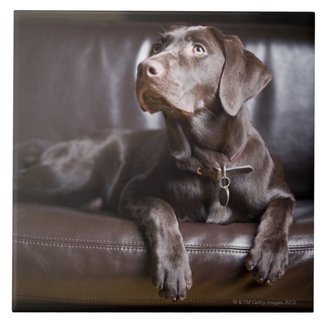 Chocolate Labrador Retriever Ceramic Tile (Front)