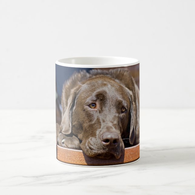 Chocolate Labrador Retriever Close-Up Photo Coffee Mug (Center)