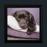Chocolate labrador retriever dog sleepy on pillows gift box<br><div class="desc">Beautiful photo of a sleepy chocolate labrador retriever dog on the pillows jewellery box.  great gift idea for dog lovers</div>