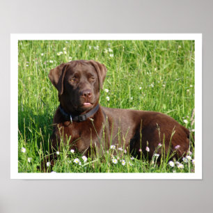 Chocolate Labrador Retriever in Grass Poster