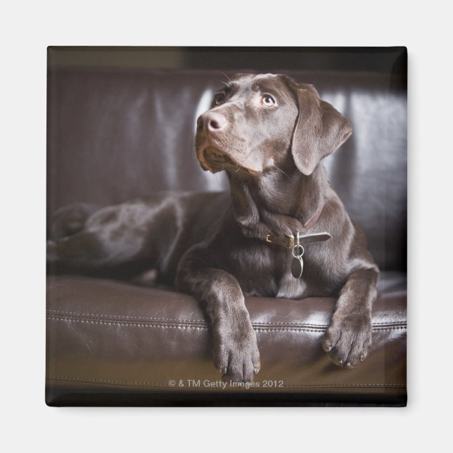 Chocolate Labrador Retriever Magnet (Front)