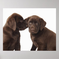 Chocolate Labrador Retriever Puppies