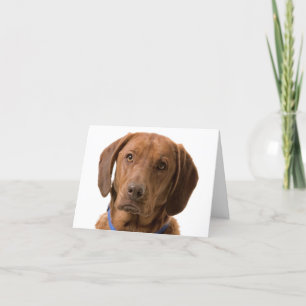Chocolate Labrador Retriever Puppy Dog Note Card