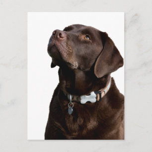 Chocolate Labrador Retriever Puppy Dog Postcard