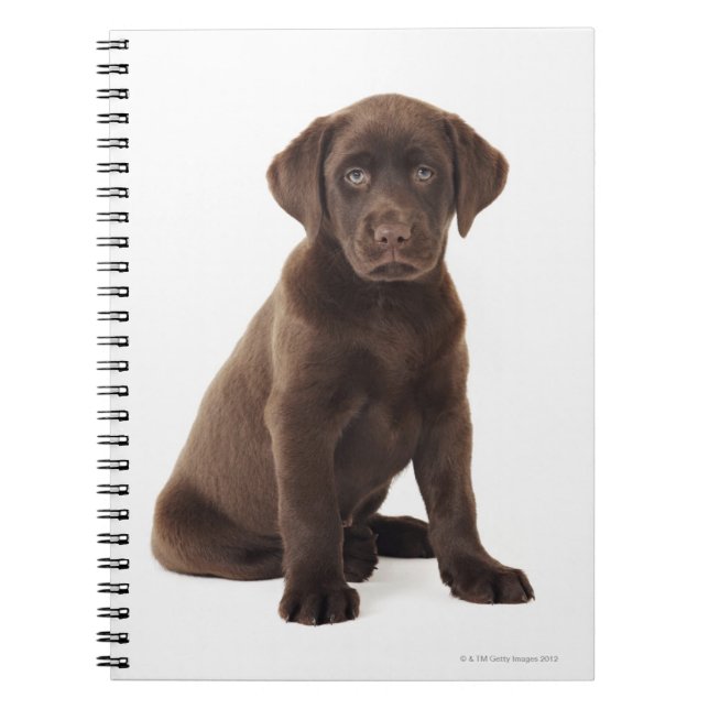 Chocolate Labrador Retriever Puppy Notebook (Front)