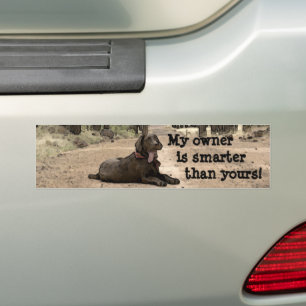 Chocolate Labrador Retriever Puppy Personalised Bumper Sticker
