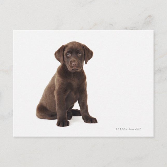 Chocolate Labrador Retriever Puppy Postcard (Front)