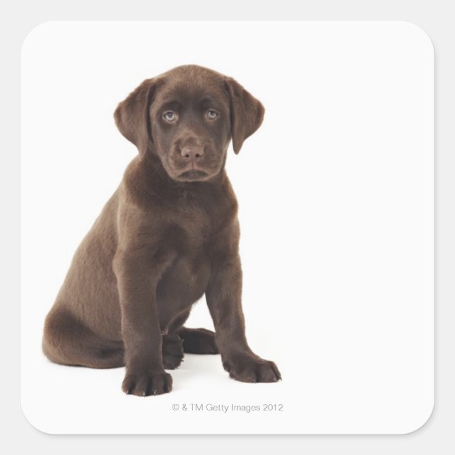 Chocolate Labrador Retriever Puppy Square Sticker (Front)