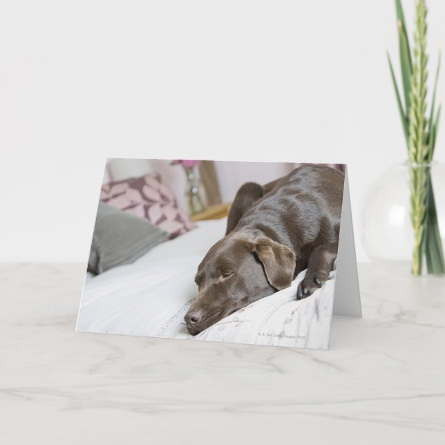Chocolate labrador sleeping on bed card (Front)
