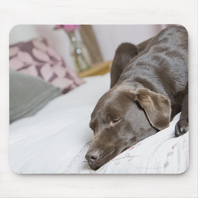 Chocolate labrador sleeping on bed mouse pad (Front)