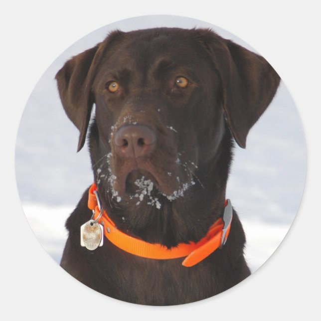 Chocolate Labrador Sticker (Front)