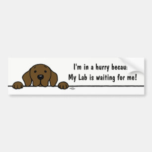 Chocolate Labrador watching you Bumper Sticker