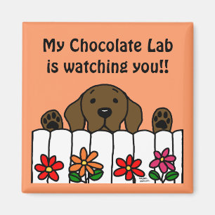 Chocolate Labrador watching you Magnet
