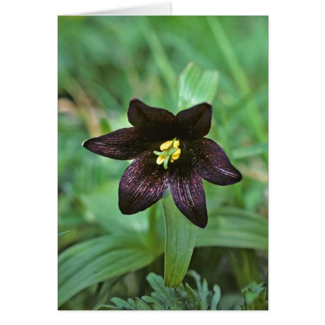 Chocolate Lily (Front)