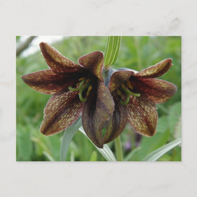 Chocolate Lily, Unalaska Island Postcard (Front)