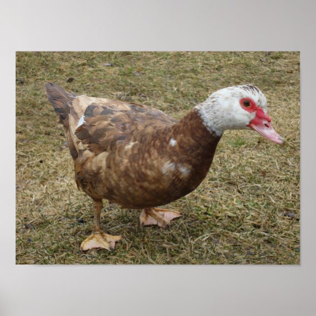 Chocolate Muscovy Duck Poster (Front)