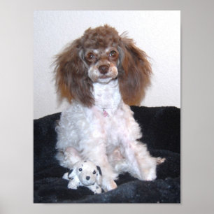 Chocolate Parti Poodle with toy Poster