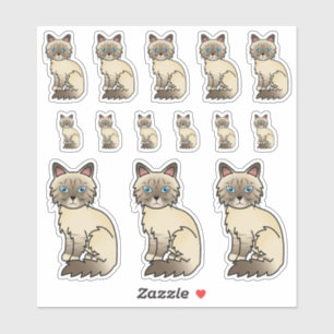 Chocolate Point Tabby Birman / Ragdoll Cute Cats