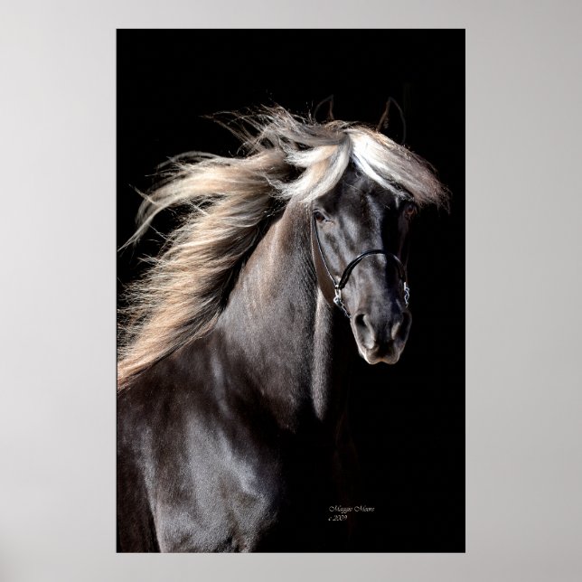 Chocolate Rocky Mountain Horse Poster (Front)
