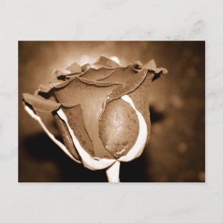 Chocolate Rose Postcard