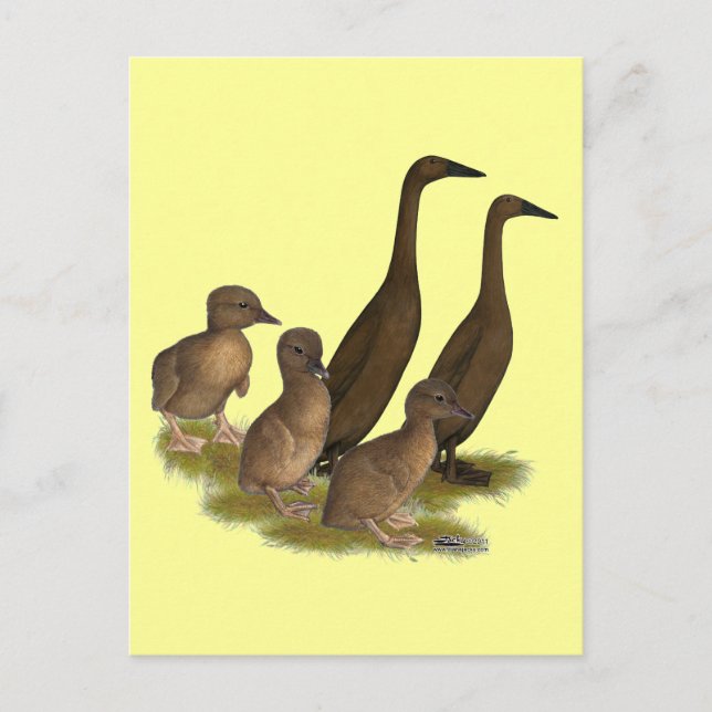 Chocolate Runner Duck Family Postcard (Front)