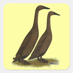 Chocolate Runner Ducks Square Sticker
