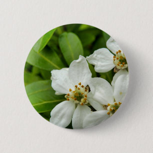 Choisya Ternata Badge