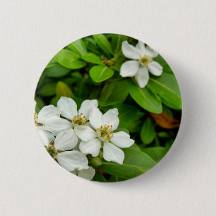 Choisya Ternata Badge