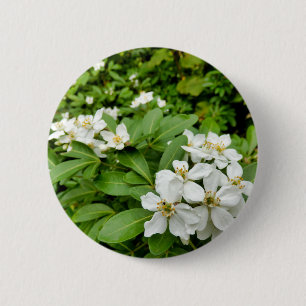Choisya Ternata Badge