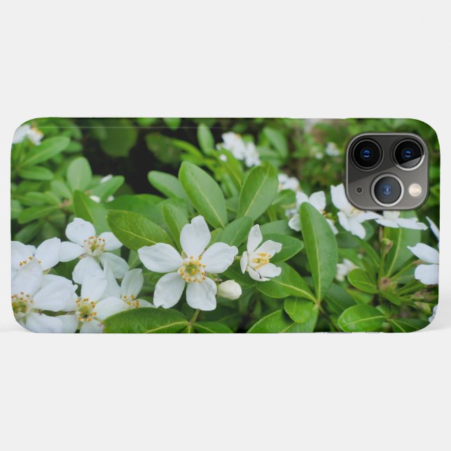 Choisya Ternata Case-Mate iPhone Case (Back (Horizontal))