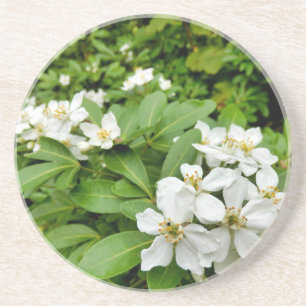 Choisya Ternata Coaster