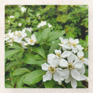 Choisya Ternata Glass Coaster