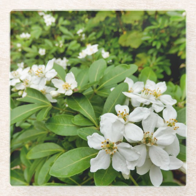 Choisya Ternata Glass Coaster (Front)