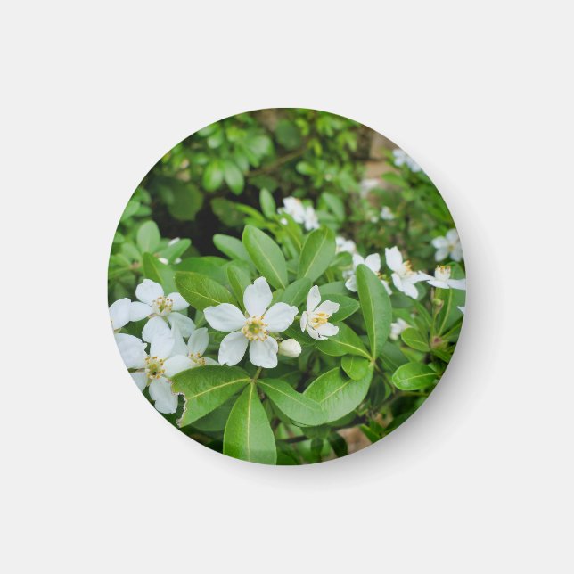 Choisya Ternata Magnet (Front)