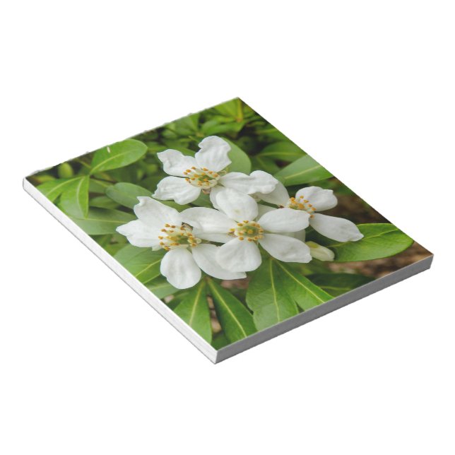 Choisya Ternata Notepad (Angled)